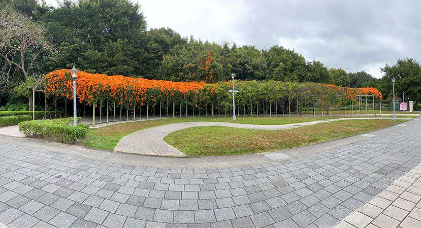 花博圆山园区藏有炮仗花廊道。(图片来源：台北市政府工务局公园路灯工程管理处)