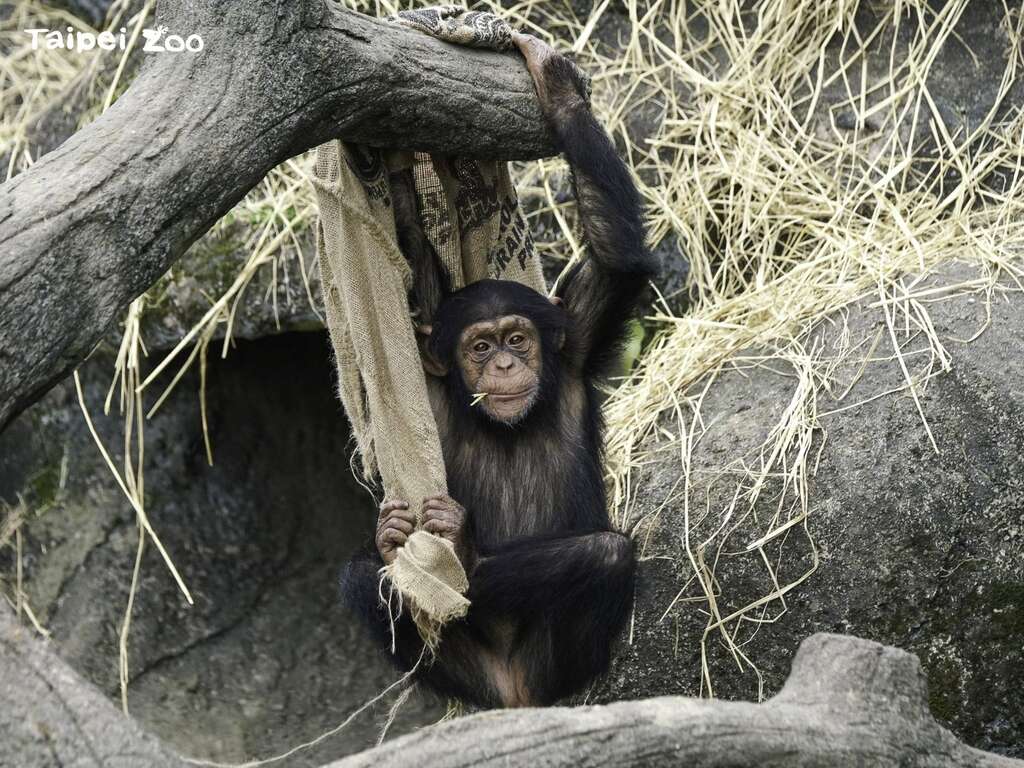年轻的黑猩猩有可能玩心更重，容易观察到牠们利用身边可以取得的素材当作玩具（詹德川摄）(图片来源：台北市立动物园)