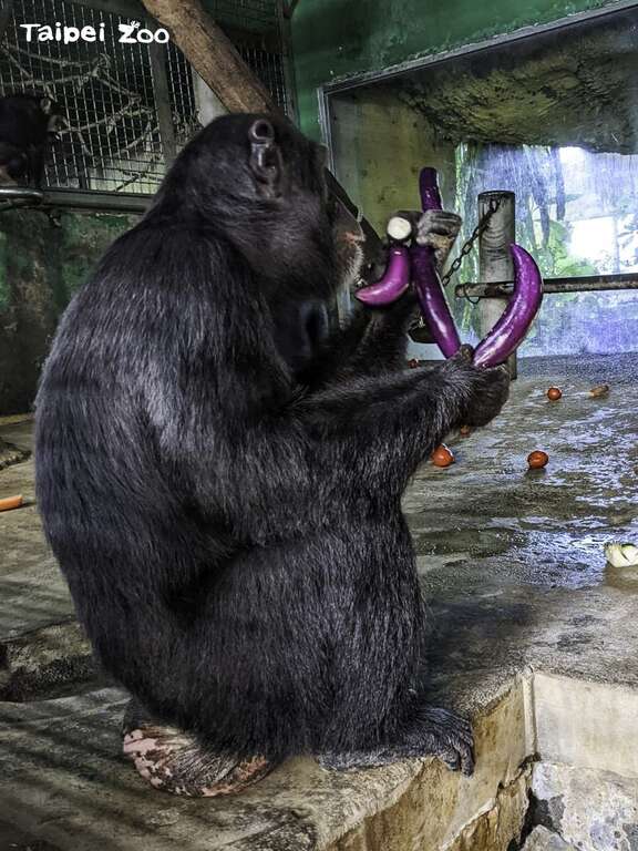 苦瓜、青椒、茄子等都是黑猩猩的心頭好，甚至會為了搶茄子吵架（王俐婷攝）(圖片來源：臺北市立動物園)