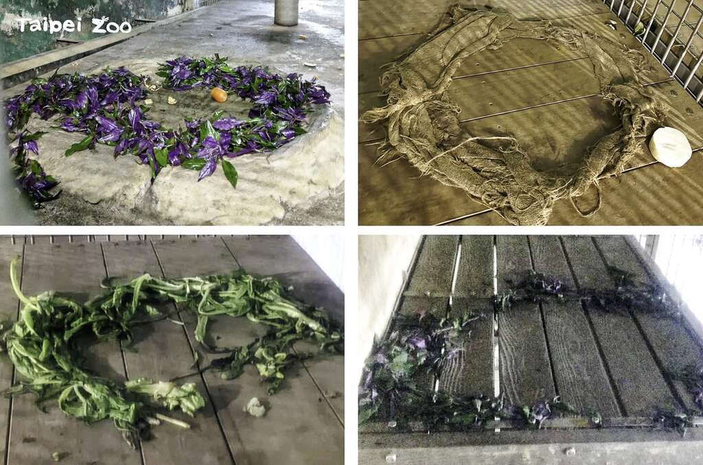 黑猩猩「娃智」把不爱吃的食材排列成一个「圆形魔法阵」，让保育员好气又好笑（徐国伦摄）(图片来源：台北市立动物园)