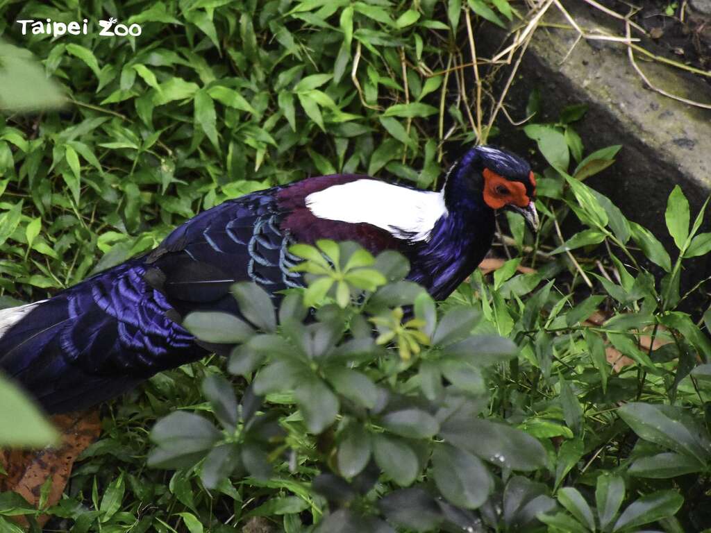 台北市立动物园邀请大家一起守护生物多样性为地球共建更好的未来(图片来源：台北市立动物园)