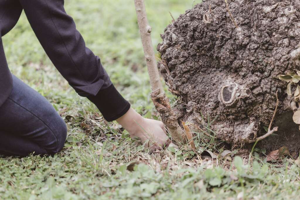 人们可以透过观察树木的根系生长样态等，察觉它们所传递的讯息，帮助树木获得更好的生活环境。（摄影／林冠良）