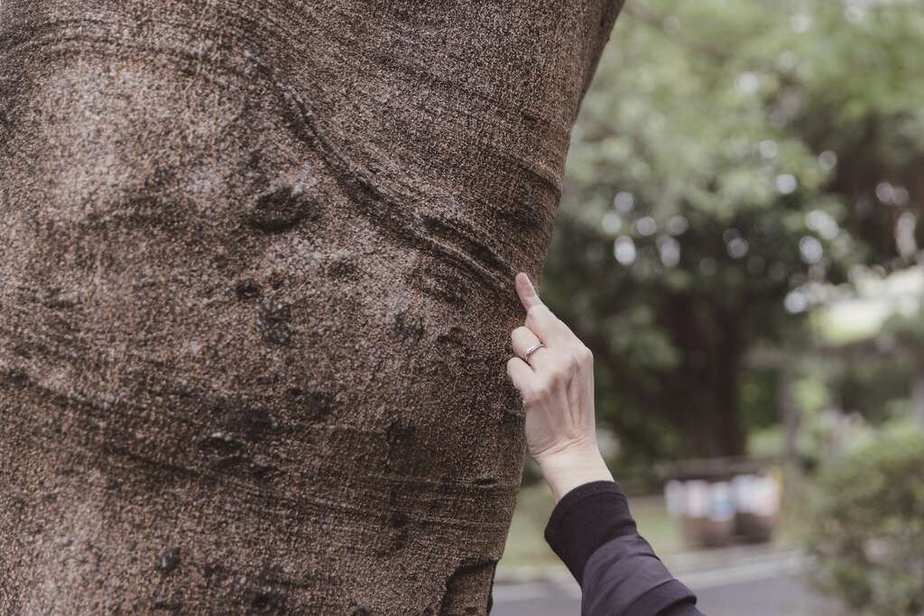 透過觀察樹木的樹幹紋路，可判斷生長狀況。（攝影／林冠良）