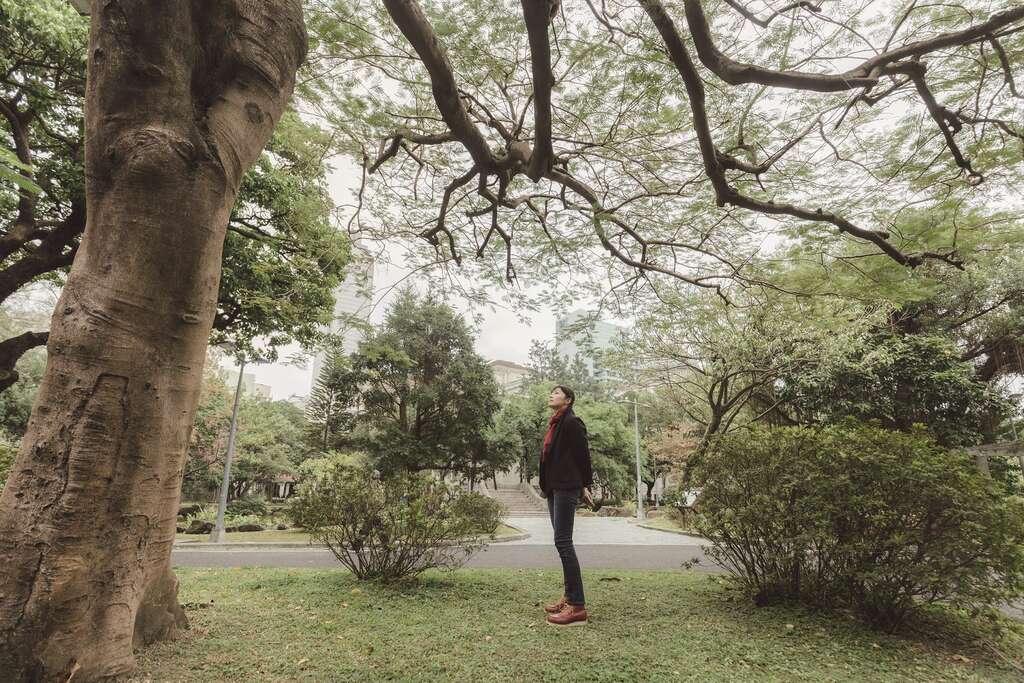 台北市的公园树种丰富多样，是民众认识与学习树木的知识宝库。（摄影／林冠良）