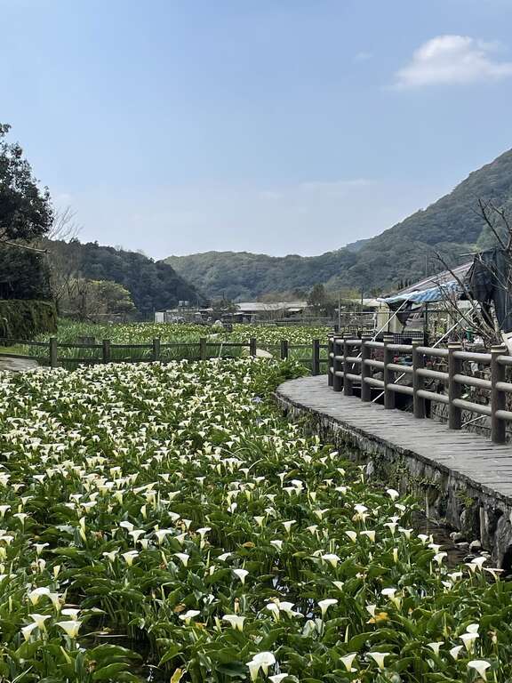 步道旁的海芋田(图片来源：台北市政府工务局大地工程处)
