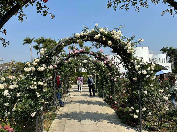 「 臺北玫瑰展」五彩玫瑰園的玫瑰花廊爬滿玫瑰，花開正美(圖片來源：臺北市政府工務局公園路燈工程管理處)