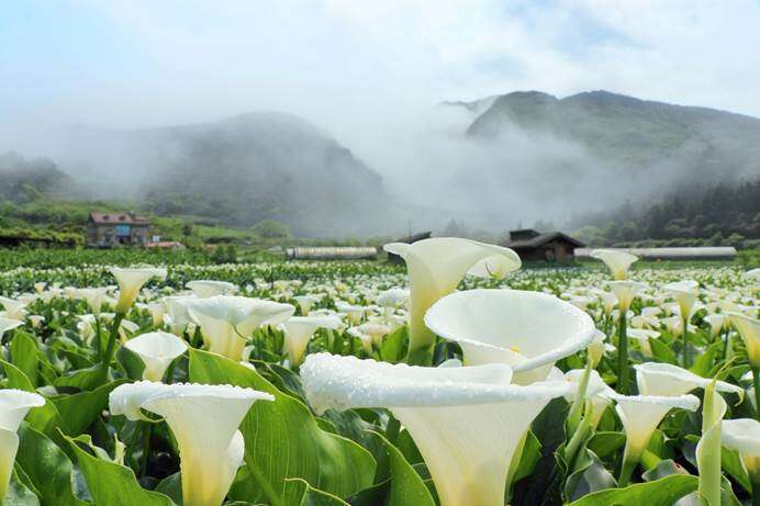 「竹子湖海芋季」3月14日起唯美登場(圖片來源：臺北市政府工務局公園路燈工程管理處)
