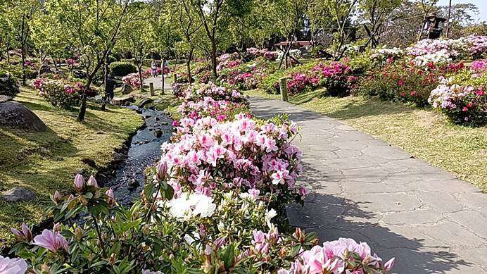「陽明山花季」櫻花溪流區的杜鵑正熱情綻放(圖片來源：臺北市政府工務局公園路燈工程管理處)