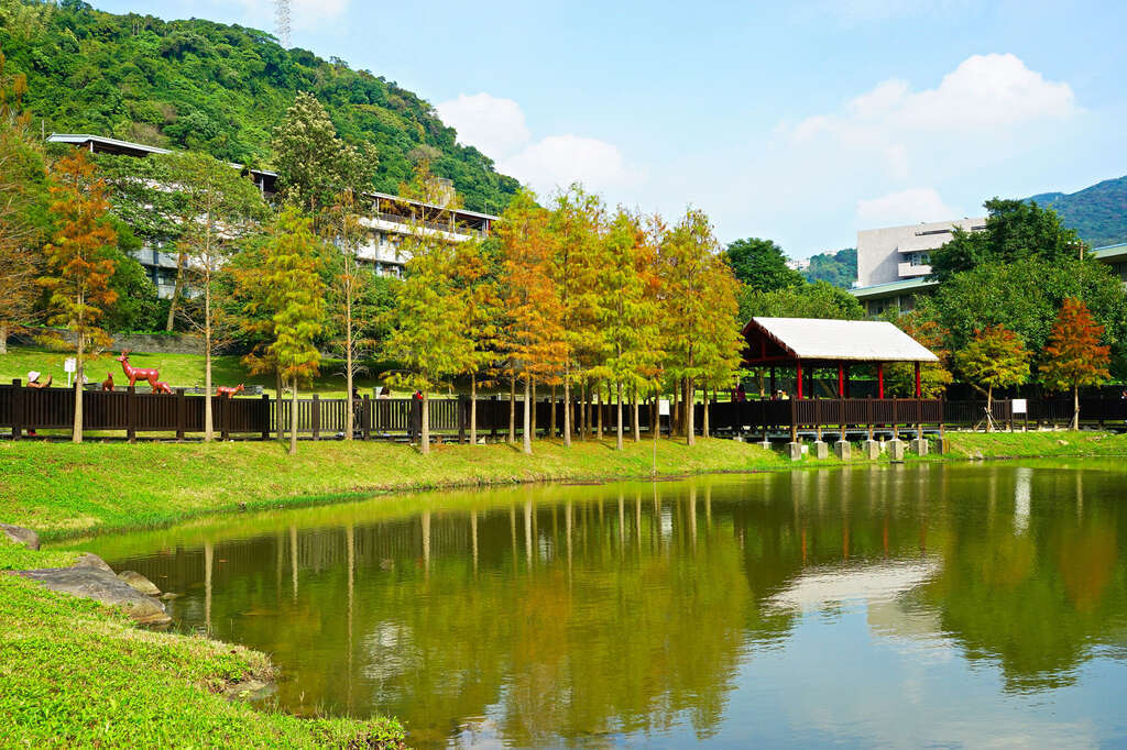 「原住民文化主题公园」水边种植落羽松群及多种水生植物。