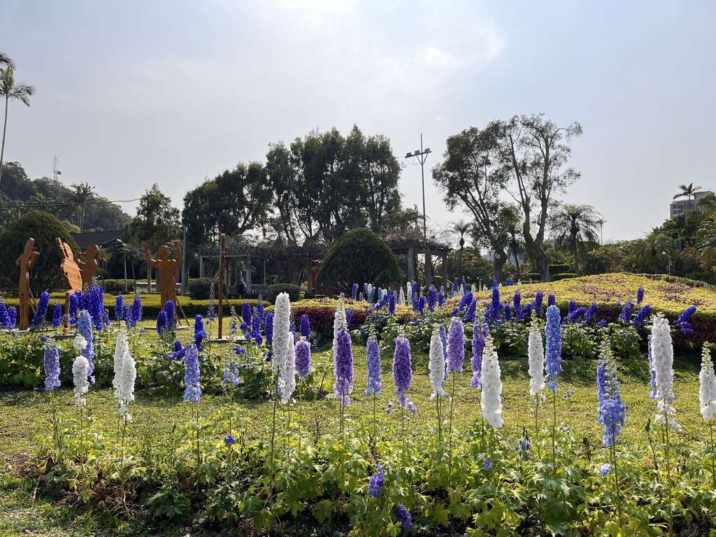 西式庭園內有少見藍白色的大花飛燕草以藍天白雲當畫布背景(圖片來源：臺北市政府工務局公園路燈工程管理處)