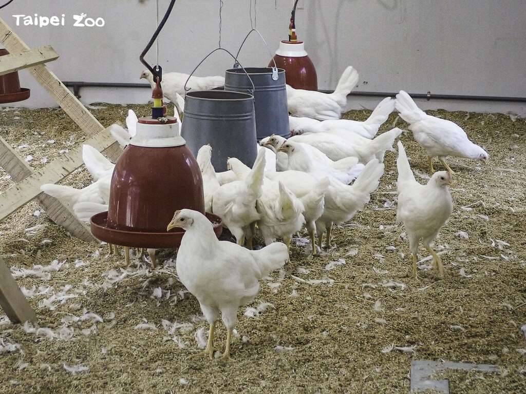 「快乐鸡庄」饲养的龙门 (LOHMAN)蛋鸡目前约100日龄，预计再过2个月的时间鸡只就会陆续产蛋(图片来源：台北市立动物园)