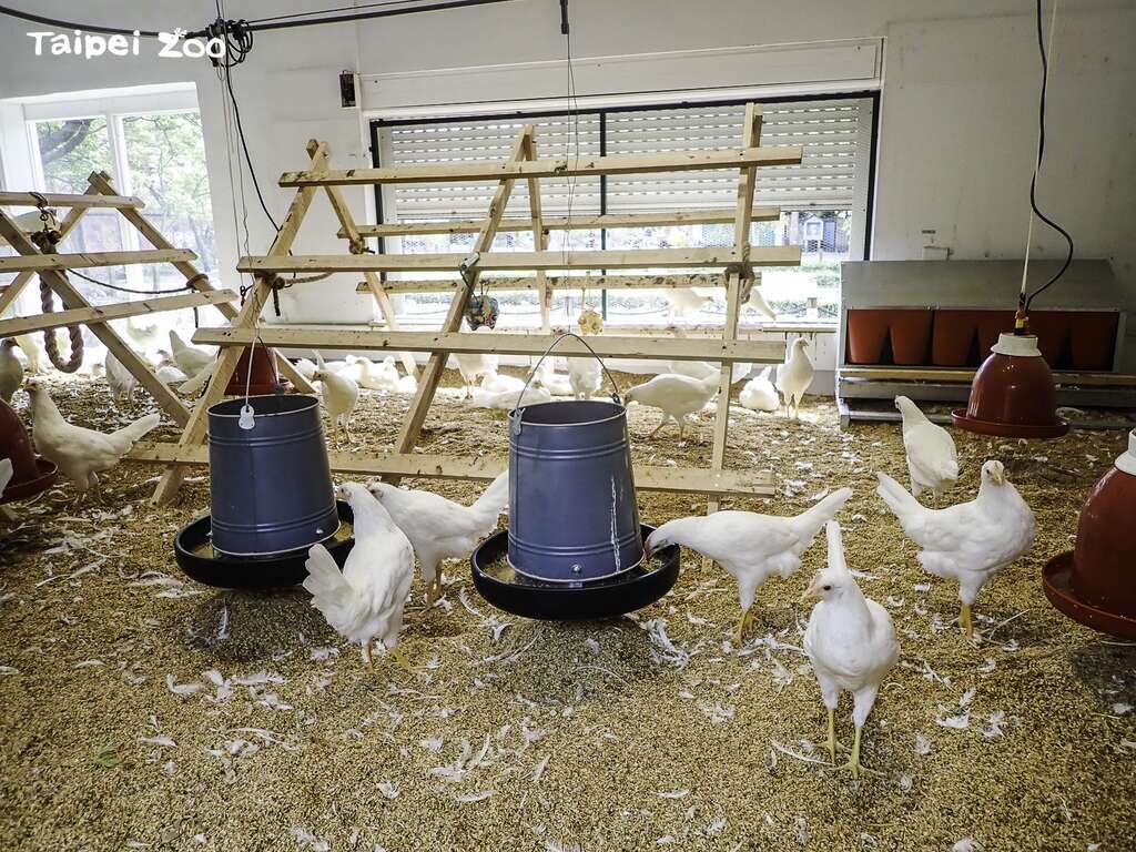 动物园於儿童动物区设立符合动物福祉的「快乐鸡庄」作为教育展示的场域(图片来源：台北市立动物园)