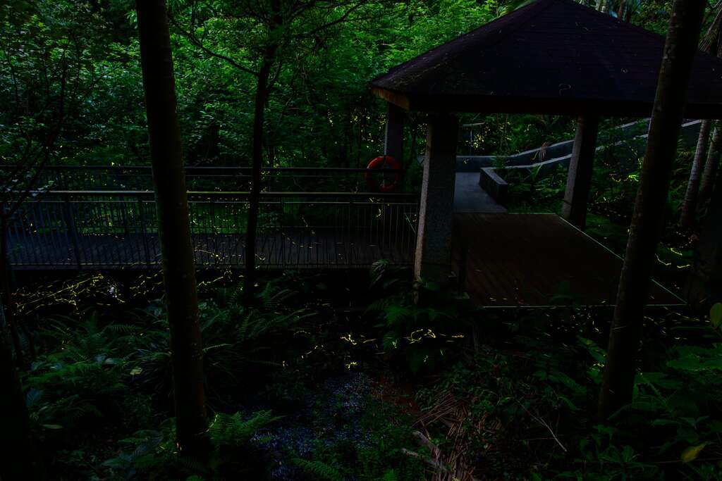 木柵公園螢火蟲的美麗身影-111年攝(圖片來源：臺北市政府工務局公園路燈工程管理處)