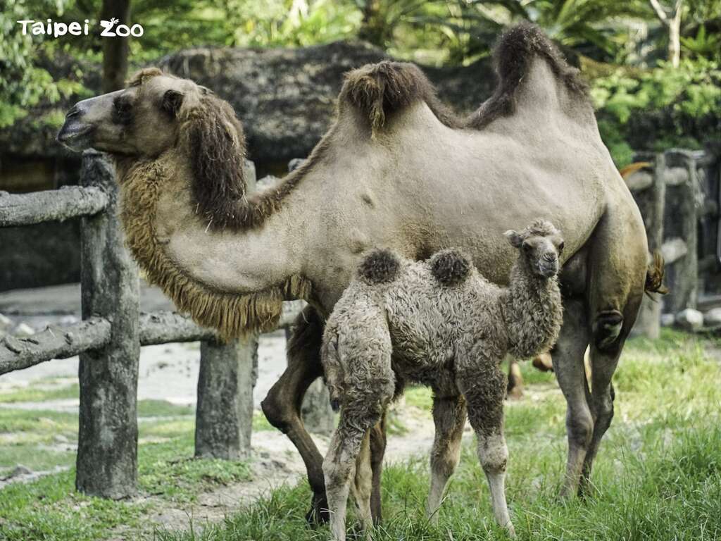 双峰骆驼的育幼期大约会持续两年左右(图片来源：台北市立动物园)