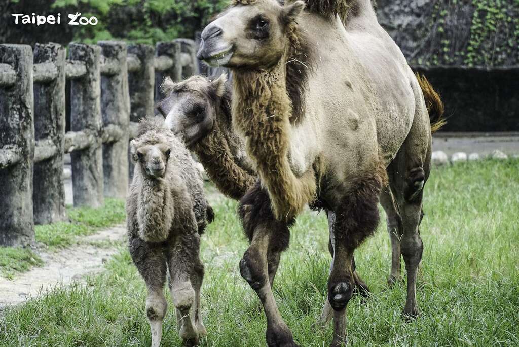 双峰骆驼「烟子」(左)打从出生开始，就紧跟着妈妈「梅烟」(右)和姐姐「烟行」形影不离地生活(图片来源：台北市立动物园)