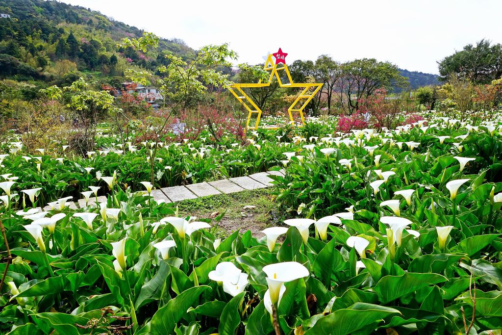 連假期間適逢陽明山竹子湖海芋盛開，歡迎民眾前往觀賞。(圖片提供：臺北市政府觀光傳播局)