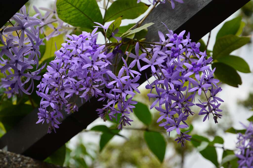 花淡紫色或淡紫罗兰色，花序长10~30公分(图片来源：台北市政府工务局公园路灯工程管理处)