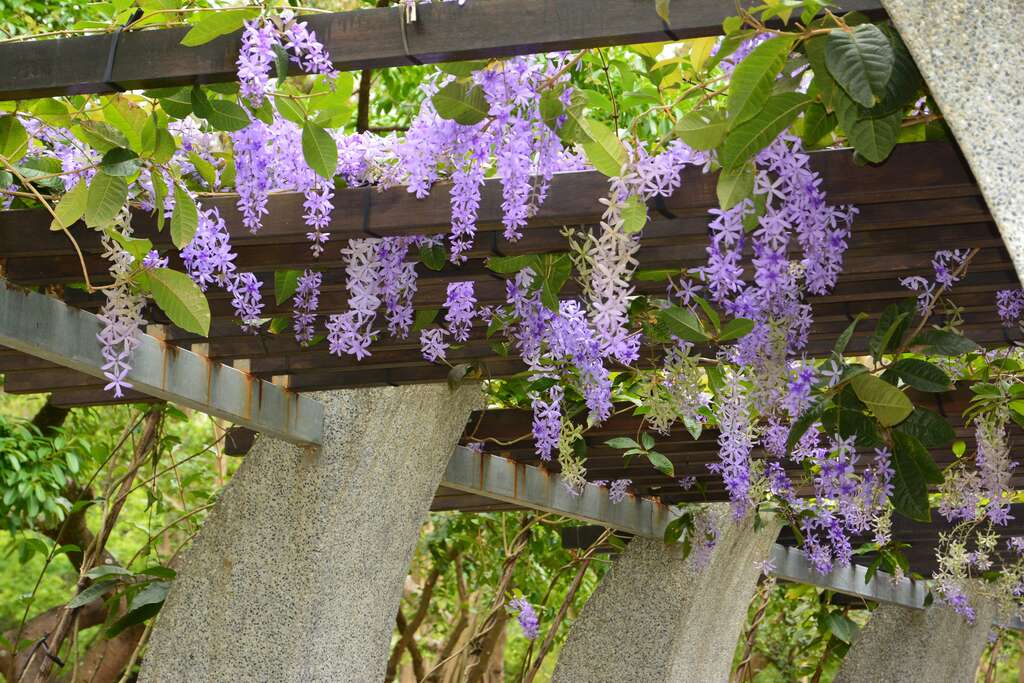 Purple Wreath Vines Bloom at Daan Forest Park