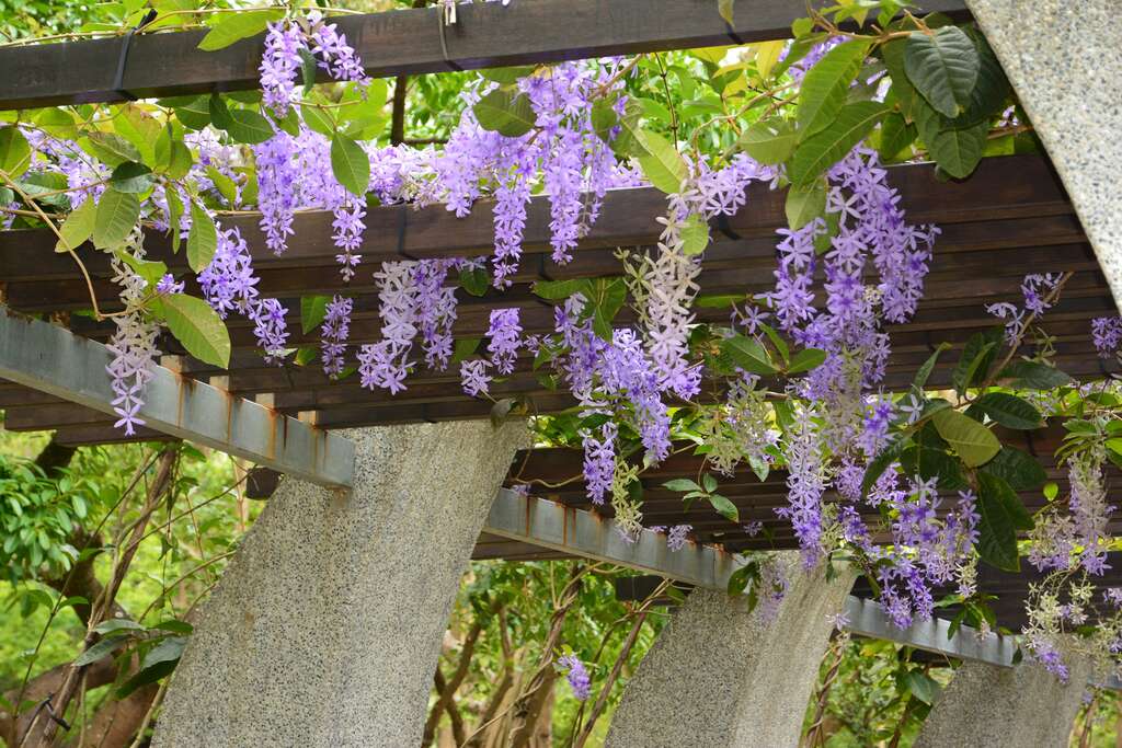Purple Wreath Vines Bloom at Daan Forest Park