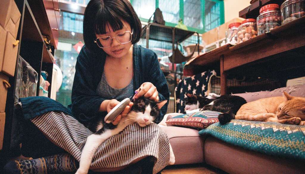 猫婆婆帮长期照护的猫喂药、量血糖，在她的坚持下猫咪逐渐恢复健康。（摄影／邹保祥）