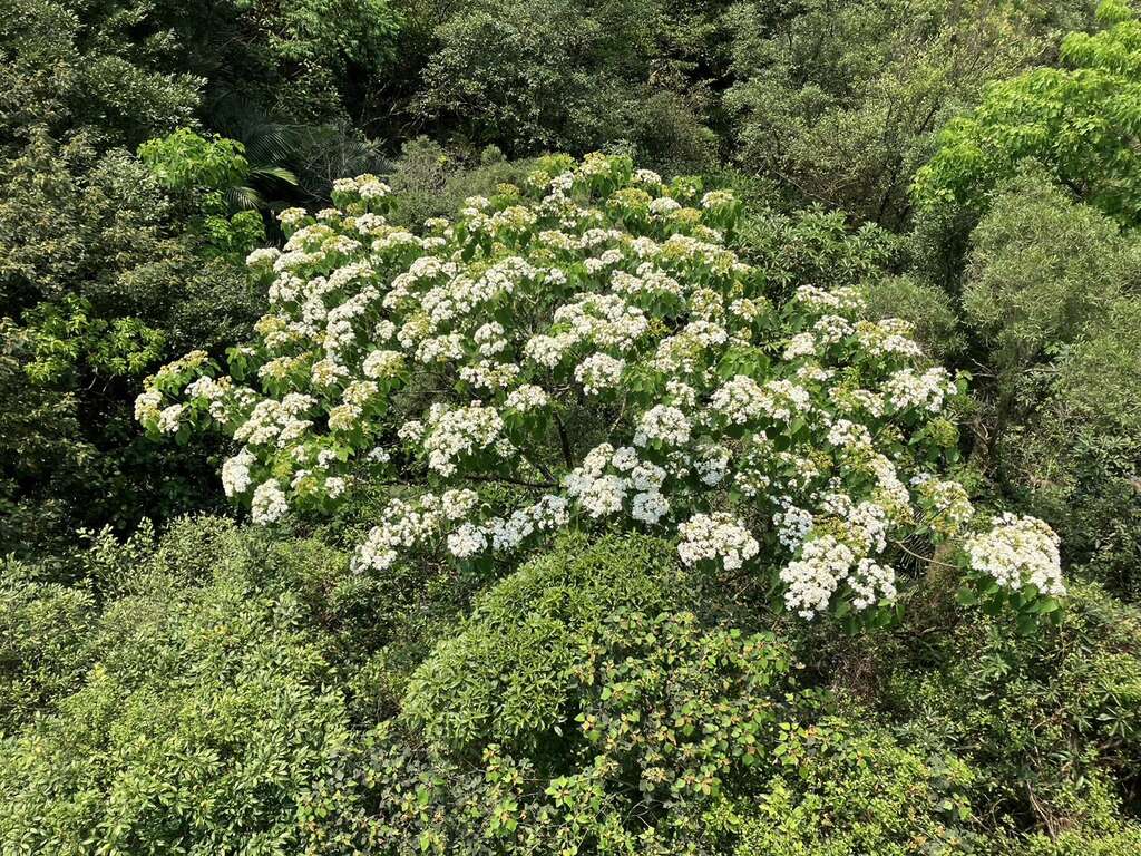 油桐花已綻放(圖片來源：臺北大眾捷運股份有限公司)