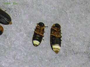 有两个亮点的是雄虫(左)，一个亮点的是雌虫(右) (图片来源：台北市立动物园)
