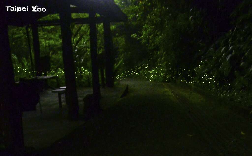 野外的萤火虫季节已经开始盛大登场(动物园虫虫探索谷) (图片来源：台北市立动物园)