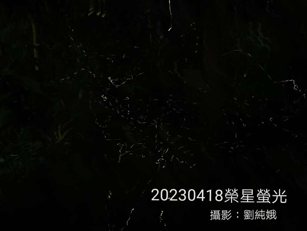 志工幹部在生態池拍出璀璨螢光。(榮星花園公園生態守護志工隊劉純娥拍攝)