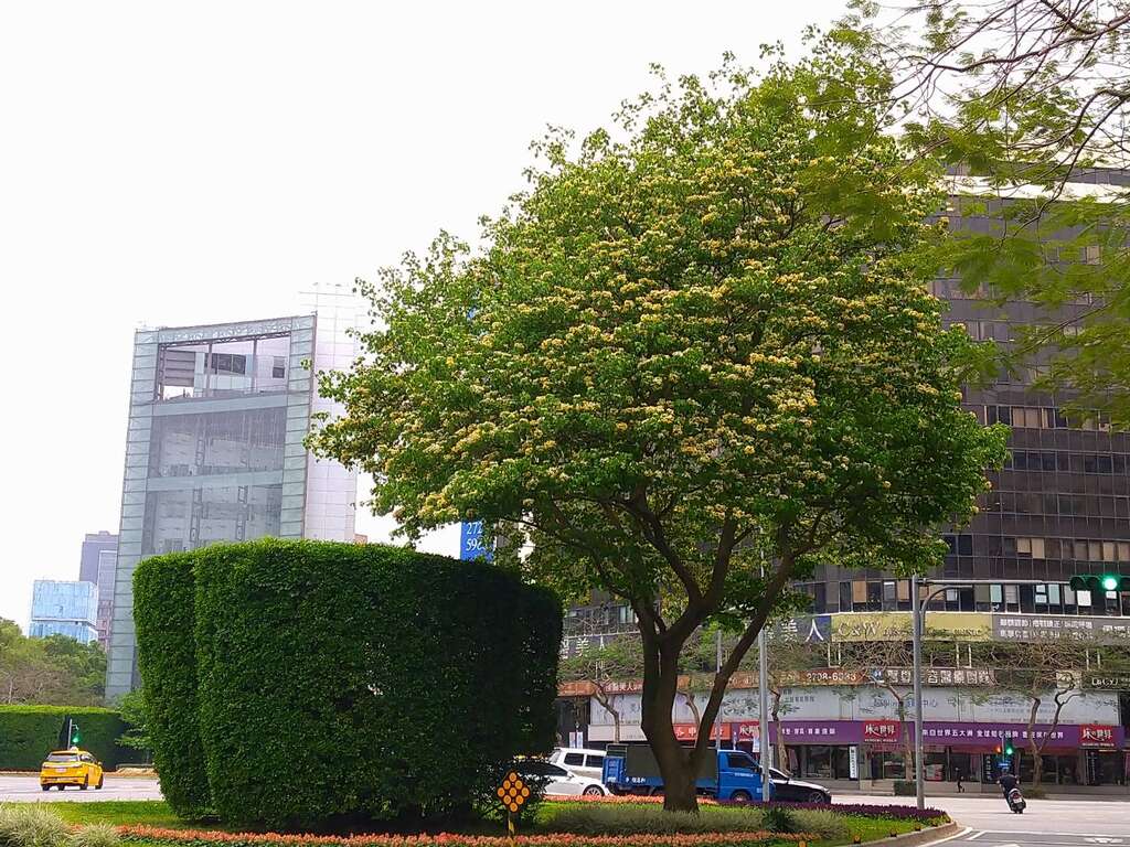 民国96年种植加罗林鱼木已长成大树并成为城市特色风景。(图片来源：台北市政府工务局公园路灯工程管理处)