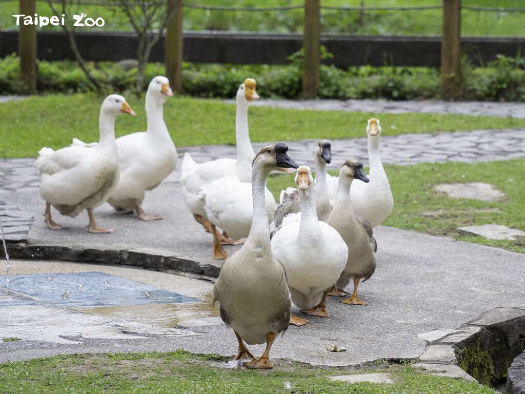走在最前面的是领头鹅，牠会领队带大夥儿回家(图片来源：台北市立动物园)