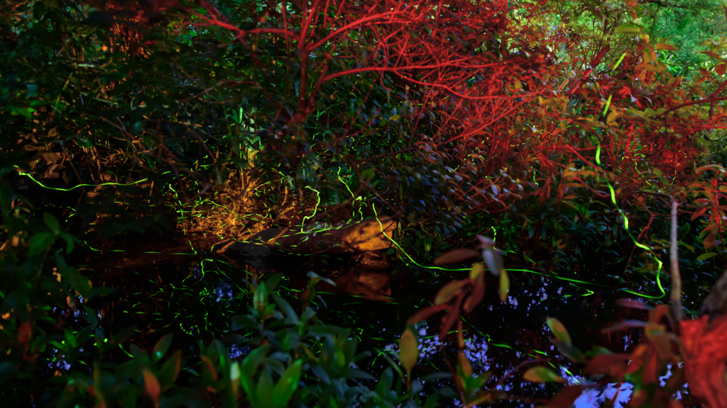 大安森林公园美丽的萤火虫是夜间最美的风景(图片来源：台北市政府工务局公园路灯工程管理处)
