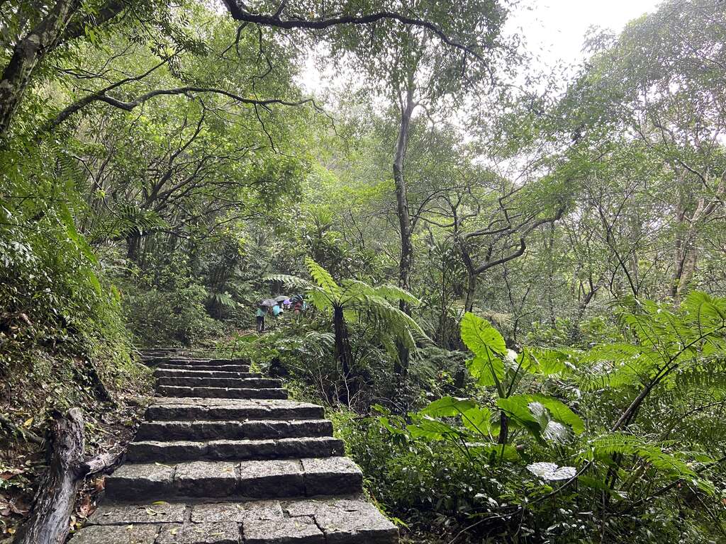 步道旁树木高大茂密，提供很好的遮荫，夏日登山也能很舒适。(图片来源：台北市政府工务局大地工程处)