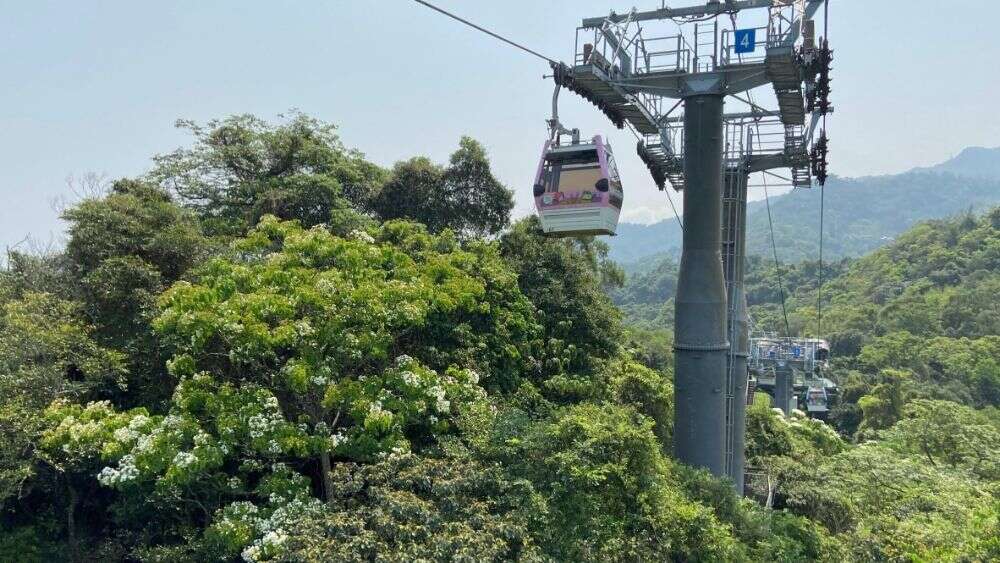 油桐花在貓空山頭綻放(圖片來源：臺北大眾捷運股份有限公司)