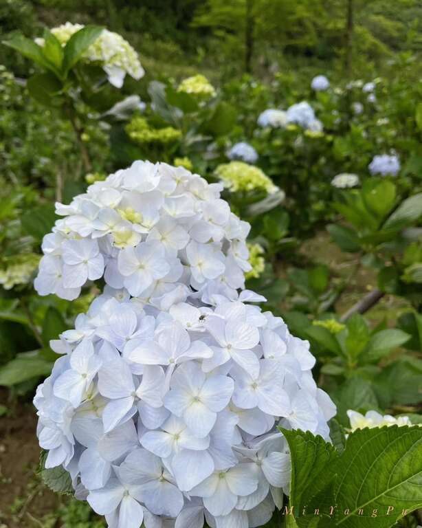 白色繡球花品種-白繡球(圖片來源：臺北市政府產業發展局)