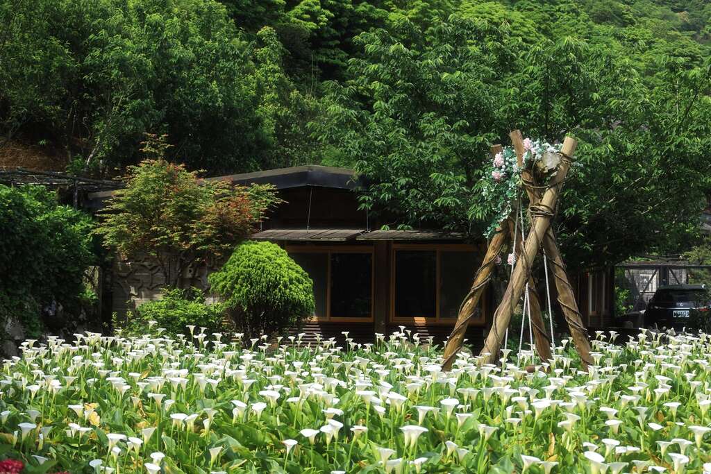 把握母親節前夕 海芋季尾巴(圖片來源：臺北市政府產業發展局)