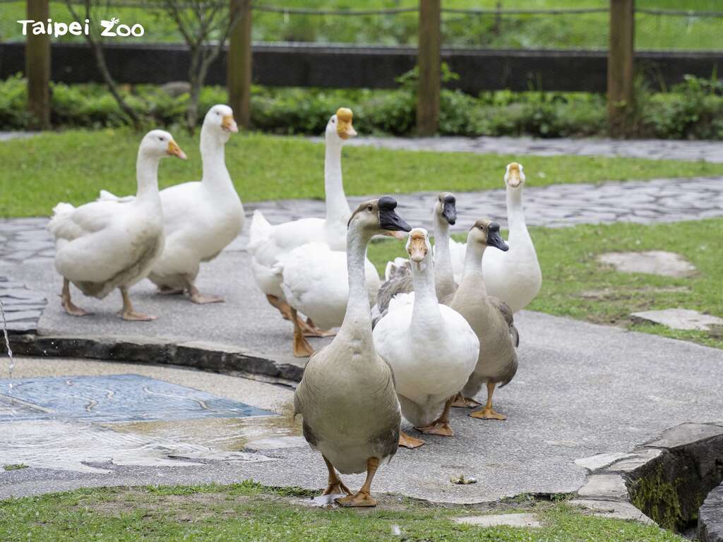 台北市立動物園でかわいいガチョウのパレードを見よう！