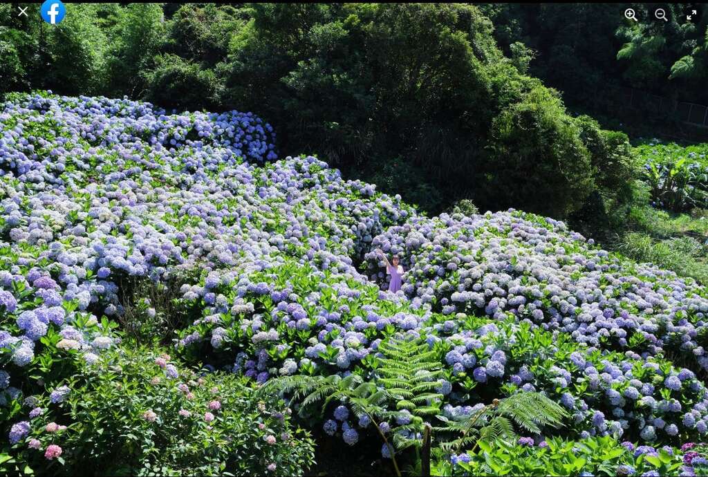 竹子湖繡球花最獨特的地方是一直以來都以地植方式栽種(圖片來源：臺北市政府產業發展局)