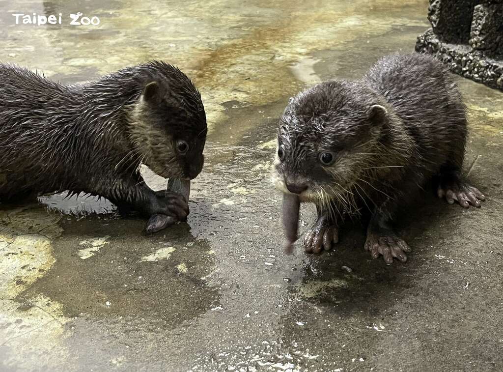 カワウソの四つ子ちゃん 温帯動物区でこんにちは！