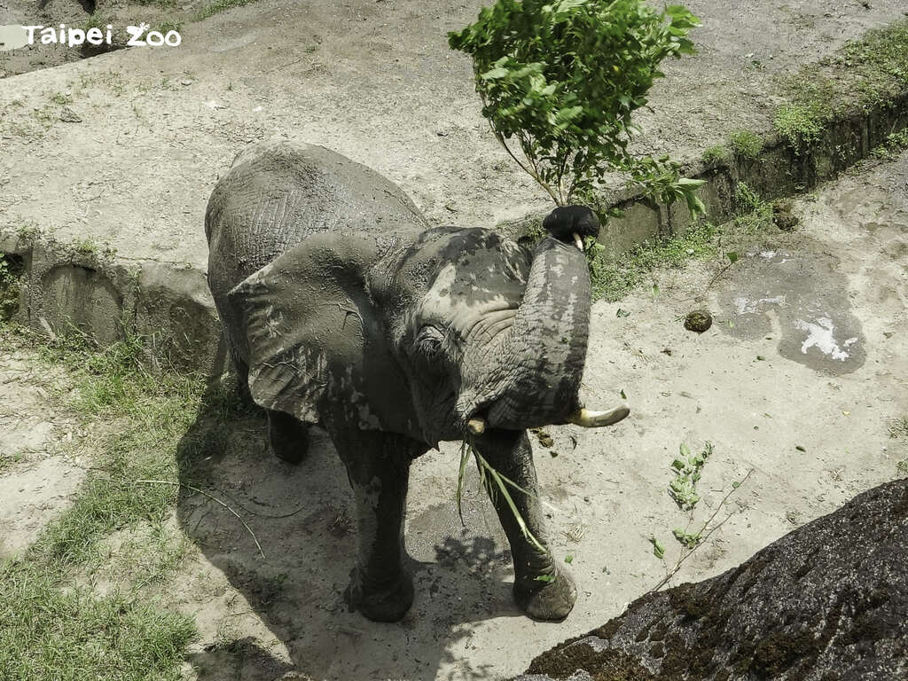 非洲象「千惠」：不開放期間修剪樹木，我們就可以加菜啦！(圖片來源：臺北市立動物園)
