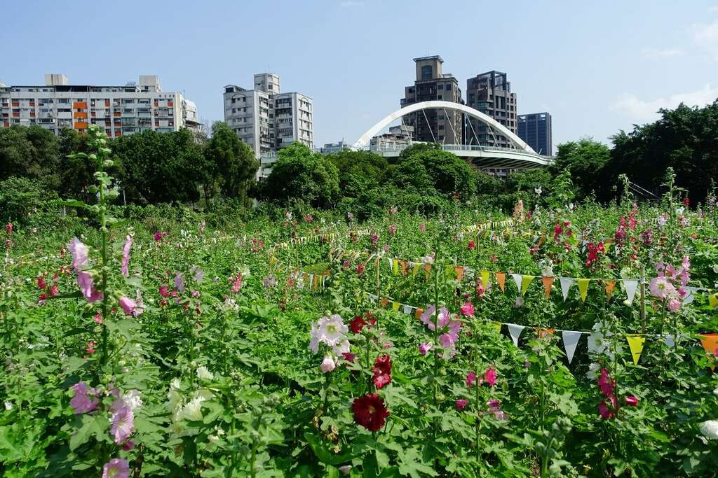 6月中旬起「河雙21河濱公園」的蜀葵花海帶您感受不一樣樣河濱魅力(圖片來源：臺北市政府工務局公園路燈工程管理處)