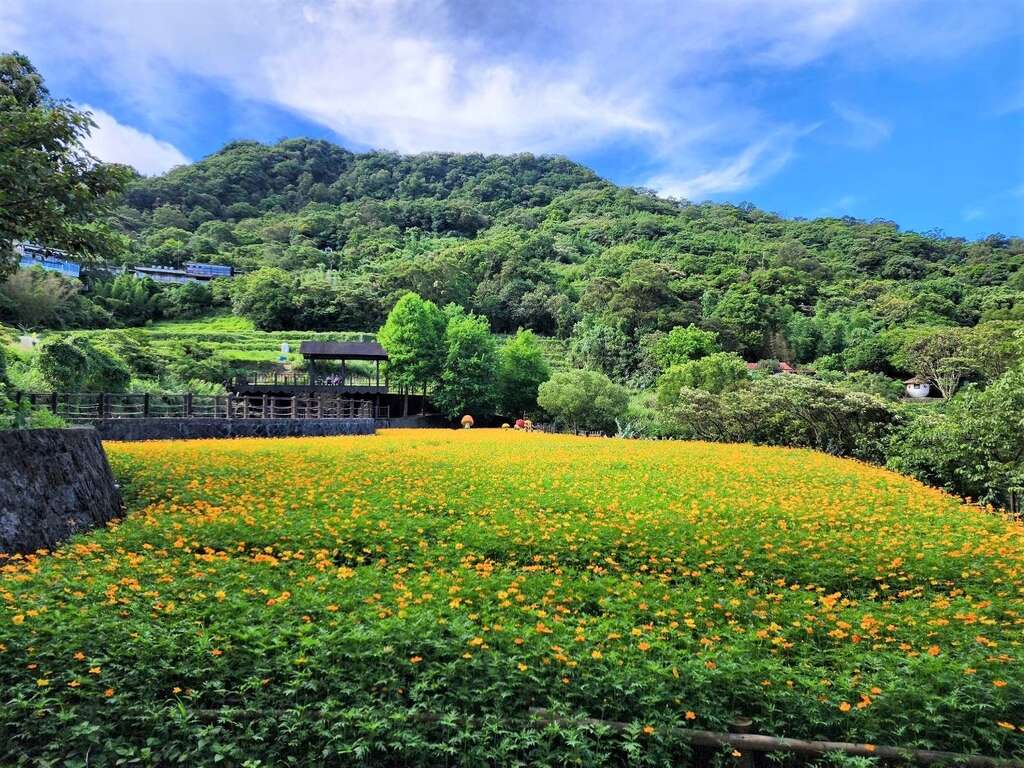 Sulfur Cosmos Enters Full Bloom at Maokong