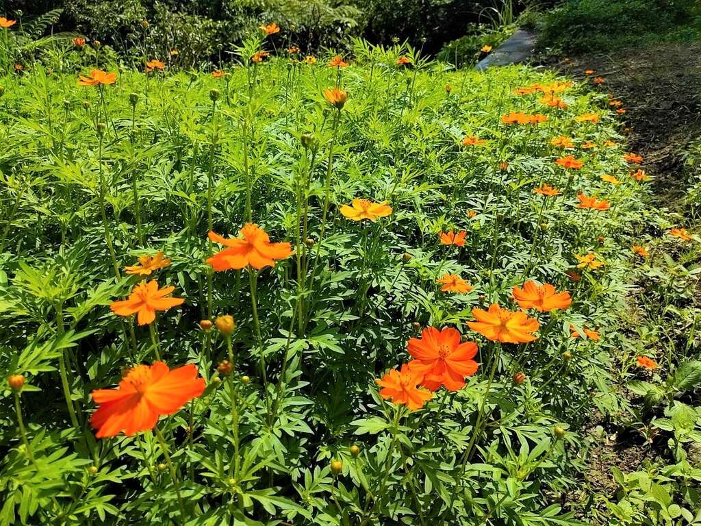 Sulfur Cosmos Enters Full Bloom at Maokong