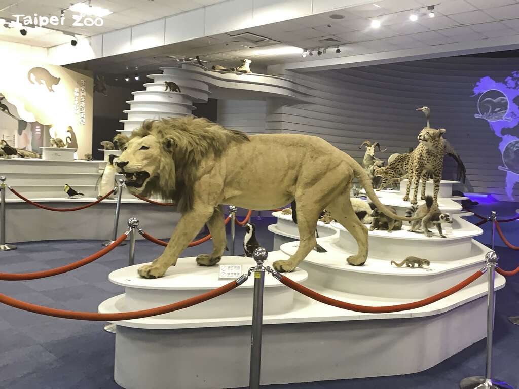 教育中心將首度開放作為夜宿的活動場地(圖片來源：臺北市立動物園)