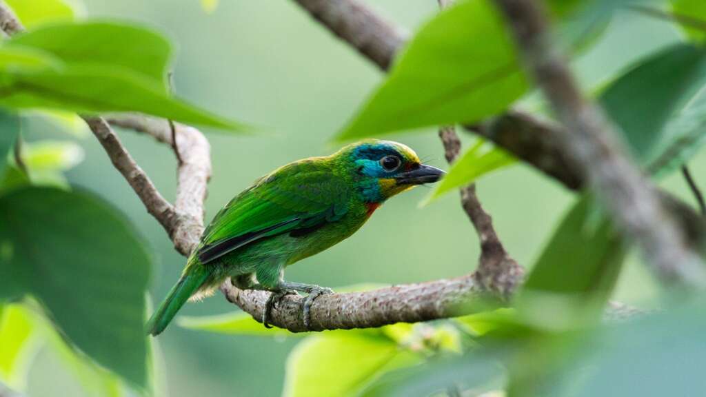 水库常见「五色鸟」，身上有红黄蓝绿黑五色，因而得名，求偶声 如敲木鱼，又名「花和尚」(图片来源：台北翡翠水库管理局)