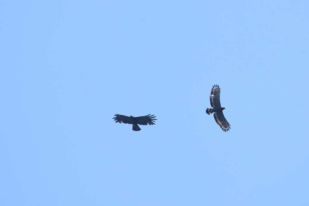 林鵰(左)、大冠鹫同框，翱翔翡翠上空(图片来源：台北翡翠水库管理局)