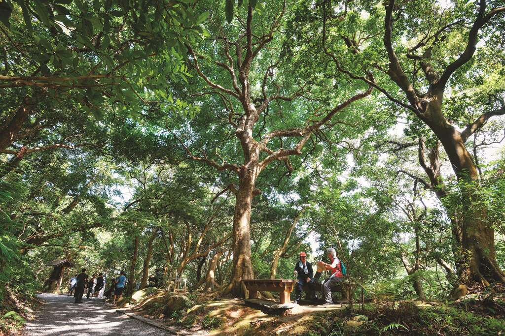 天母古道綠意盎然，適合在夏日走入林蔭感受天然涼感。