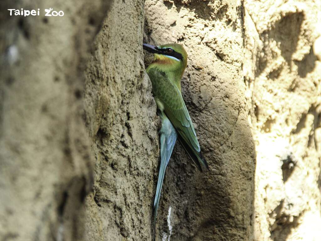 保育员建置的仿岩巢区，让栗喉蜂虎有机会展现自然繁殖行为（张馨予摄）(图片来源：台北市立动物园)