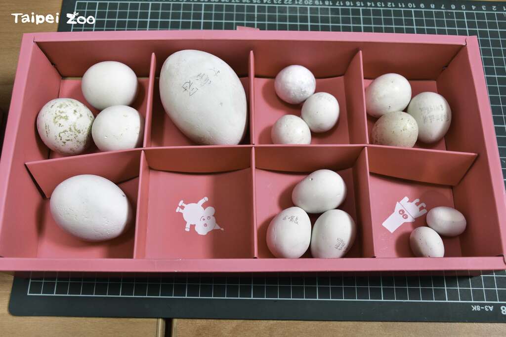 此次活動與以認識不同生物的蛋的知識性內容為主，並搭配動物園許多卵生動物的蛋的實體展示(圖片來源：臺北市立動物園)