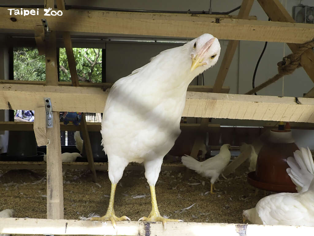 动物园将提供「快乐鸡庄」所生产的「福利蛋」让民众挑战立蛋(图片来源：台北市立动物园)