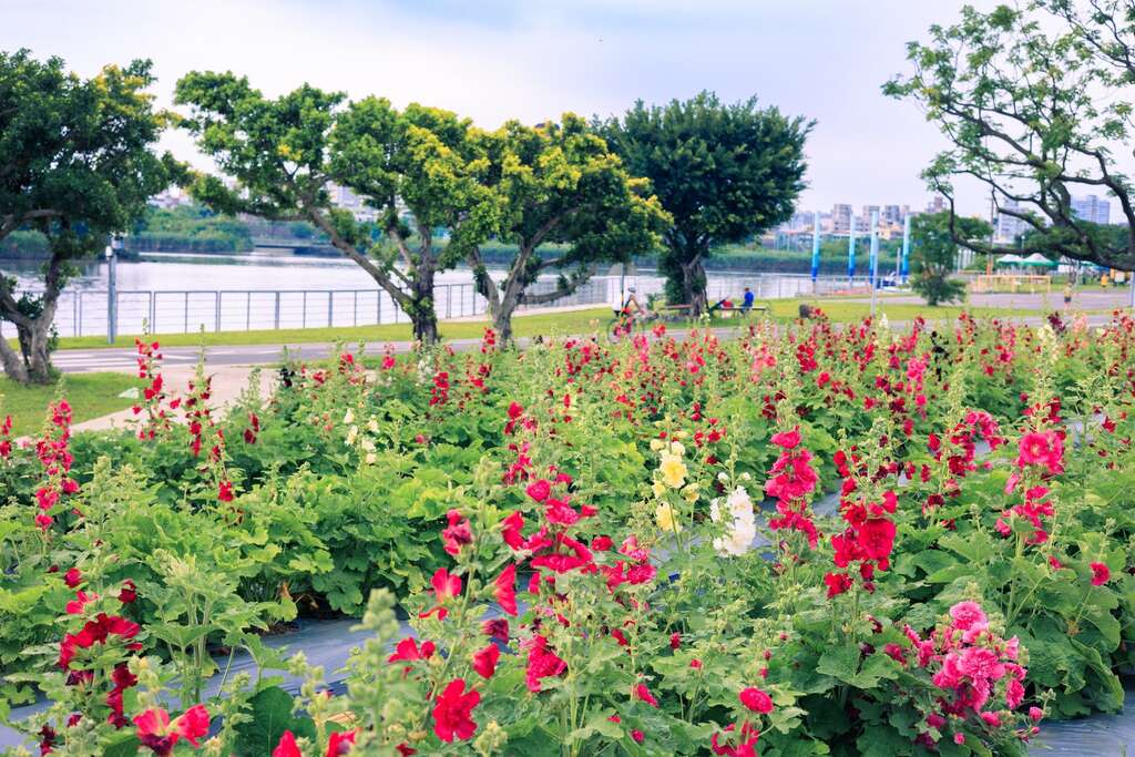 北市水利处在河双21河滨公园营造约2,100盆蜀葵花海(图片来源：台北市政府工务局水利工程处)